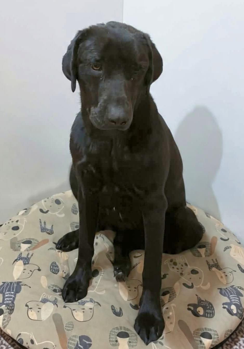 Enlarge Moon, a ADOPTABLE mixed breed in Wheelersburg, OH image 4/4