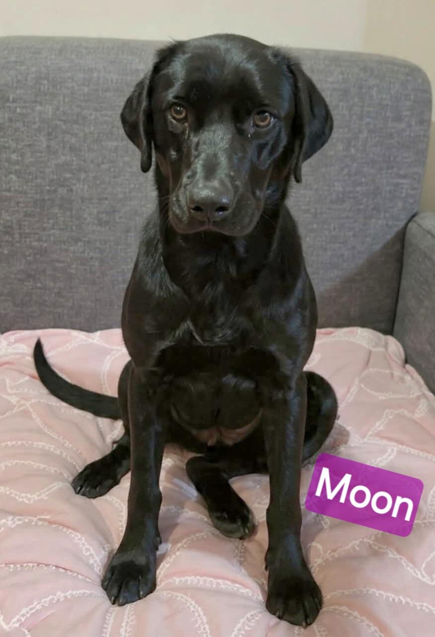 Enlarge Moon, a ADOPTABLE mixed breed in Wheelersburg, OH image 3/4