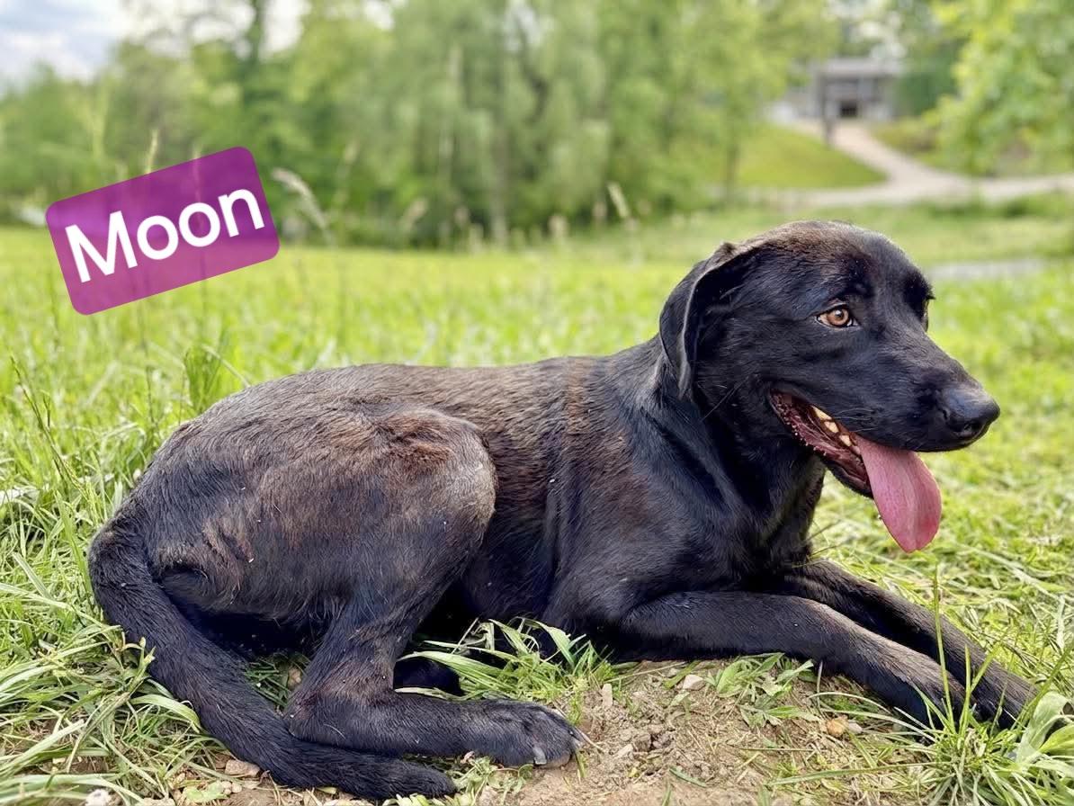 Moon, a ADOPTABLE mixed breed in Wheelersburg, OH image 2/5