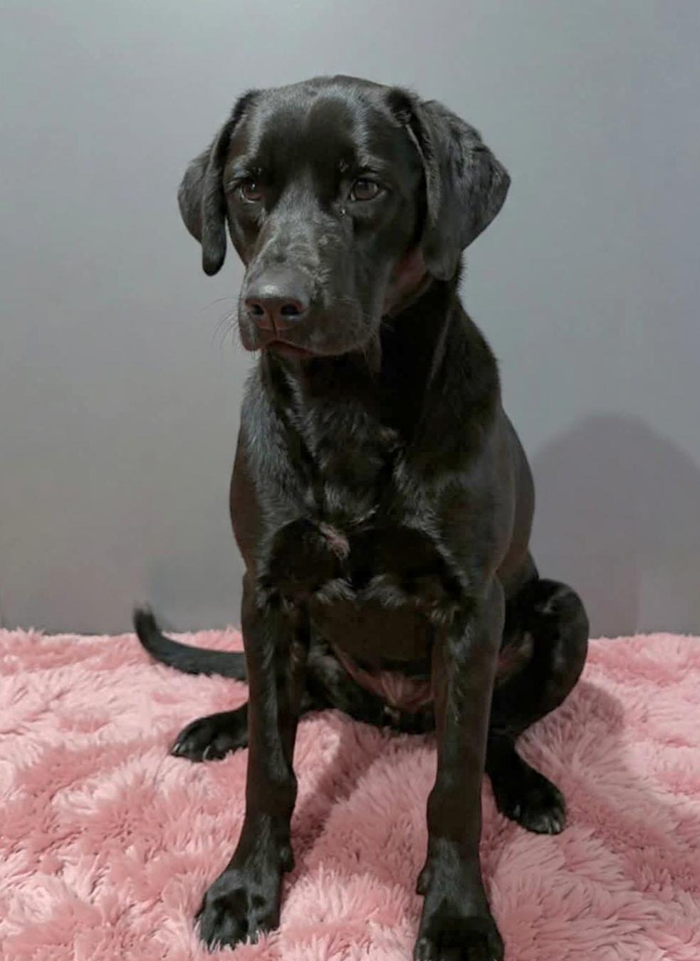 Enlarge Moon, a ADOPTABLE mixed breed in Wheelersburg, OH image 1/4