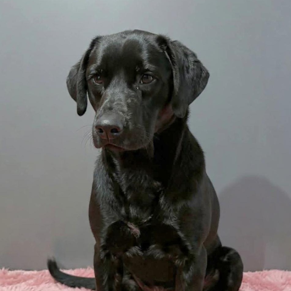 Moon, a ADOPTABLE mixed breed in Wheelersburg, OH image 3/5