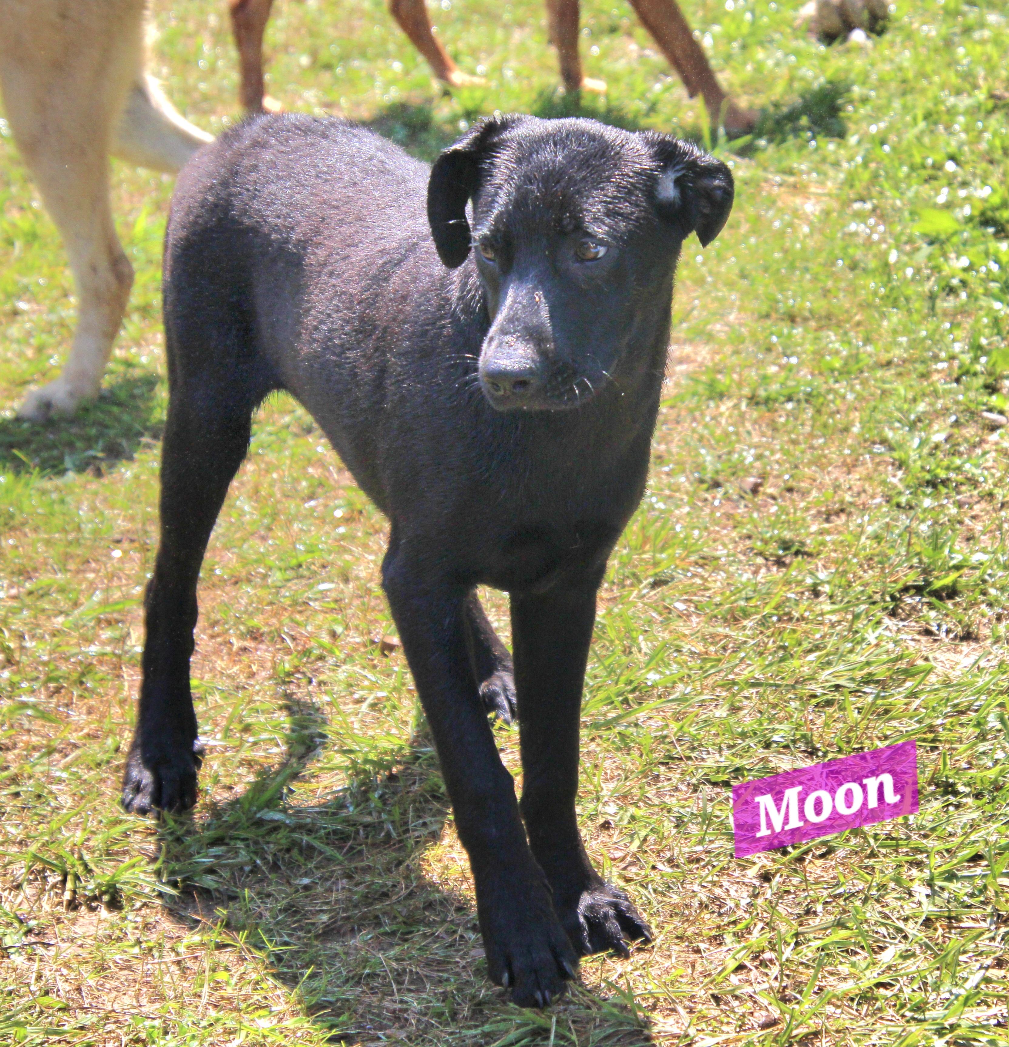 Enlarge Moon, a ADOPTABLE mixed breed in Wheelersburg, OH image 2/4