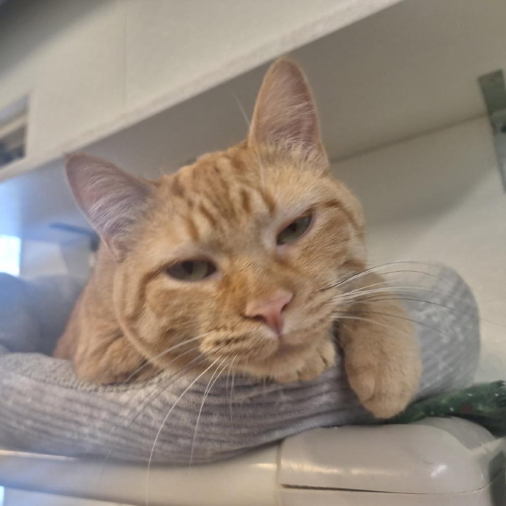 Georgia, Adoptable, Young Female Domestic Short Hair.