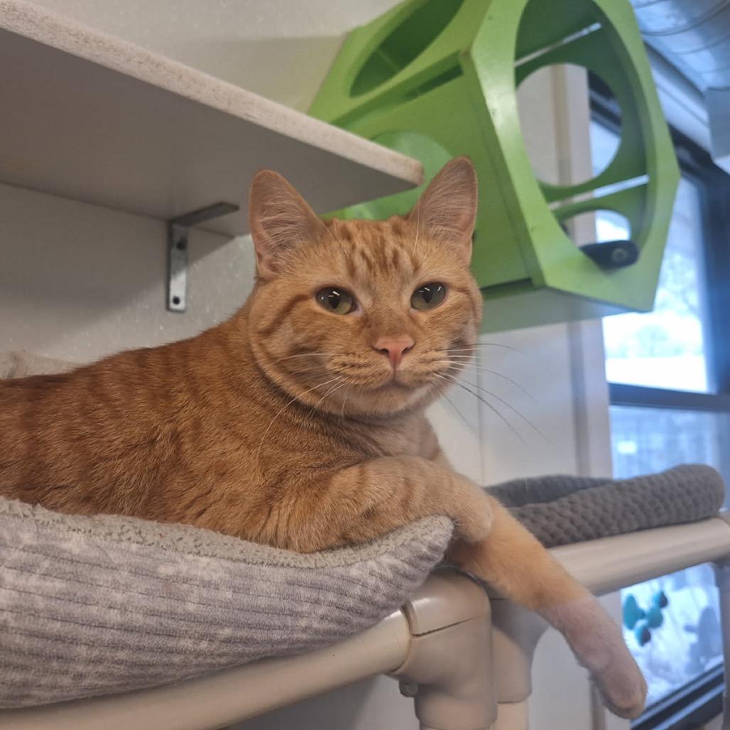 Georgia, a Adoptable Domestic Short Hair in Oak Hill, WV image 2/5