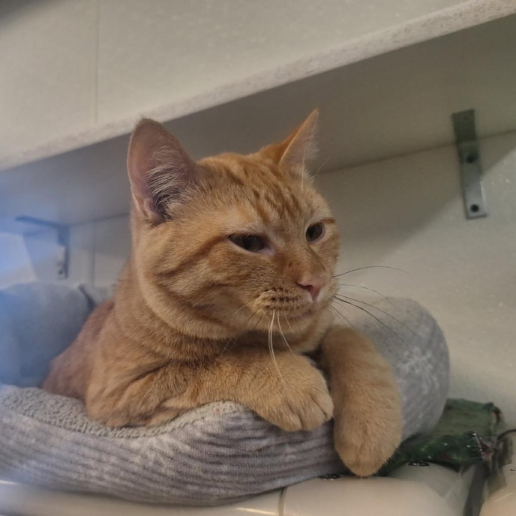 Georgia, a Adoptable Domestic Short Hair in Oak Hill, WV image 3/5