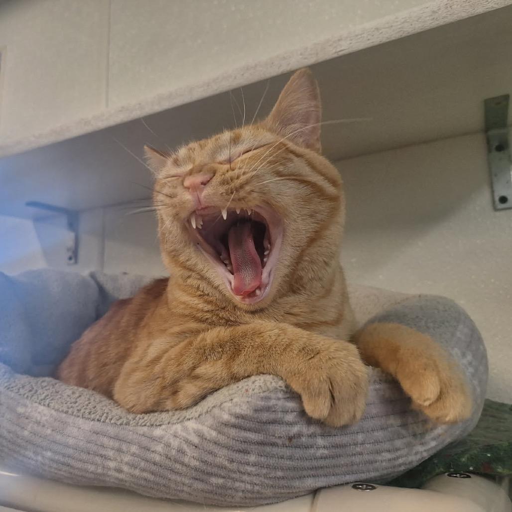 Georgia, a Adoptable Domestic Short Hair in Oak Hill, WV image 4/5