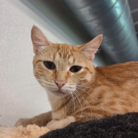 Georgia, a Adoptable Domestic Short Hair in Oak Hill, WV image 5/5