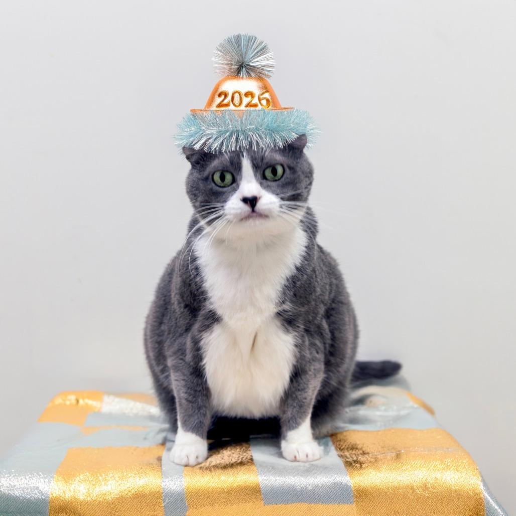 Enlarge Lucky, a Adoptable Domestic Short Hair in Las Vegas, NV image 1/4