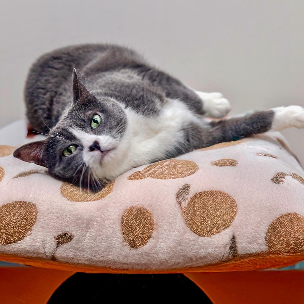 Enlarge Lucky, a Adoptable Domestic Short Hair in Las Vegas, NV image 3/4