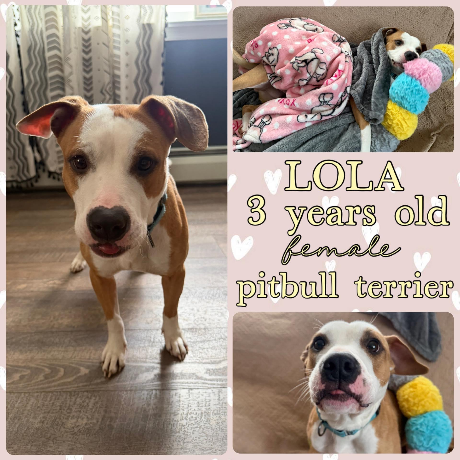 Enlarge Lola, a ADOPTABLE Pit Bull Terrier in Grantville, PA image 1/1