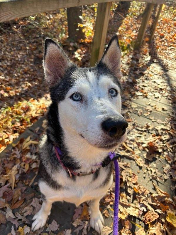 Casserole (ID 49048/3715), Adoptable, Adult Female Husky.