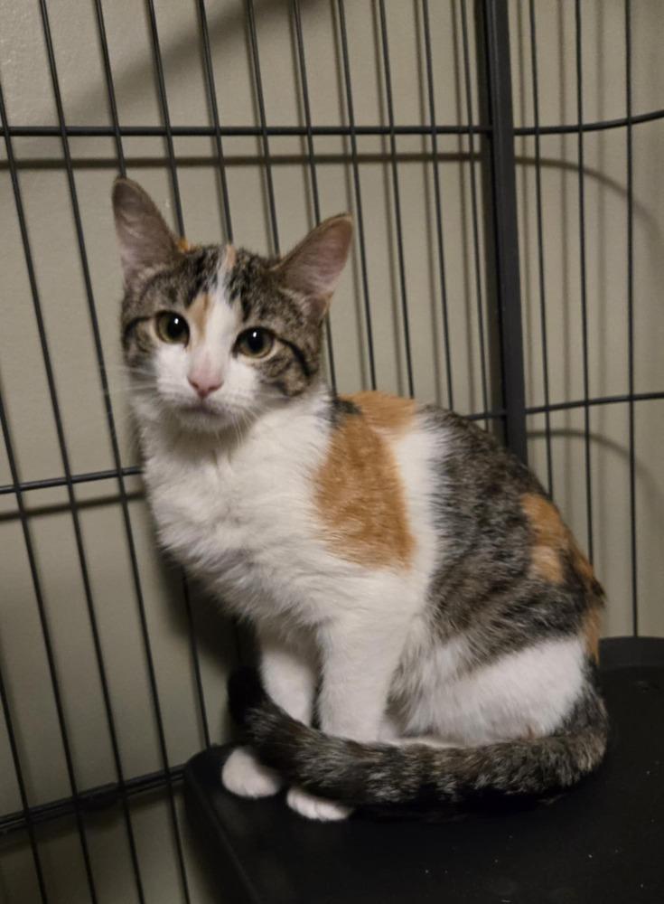 Meadow, Adoptable, Kitten Female Domestic Short Hair & Tabby.
