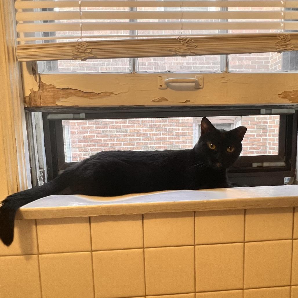 Nina, Adoptable, Adult Female Domestic Short Hair.