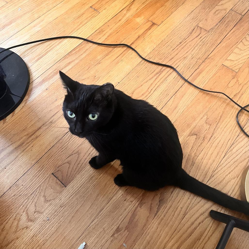 Enlarge Nina, a Adoptable Domestic Short Hair in Madison, WI image 2/2