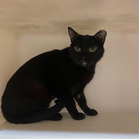 Enlarge Nina, a Adoptable Domestic Short Hair in Madison, WI image 1/1