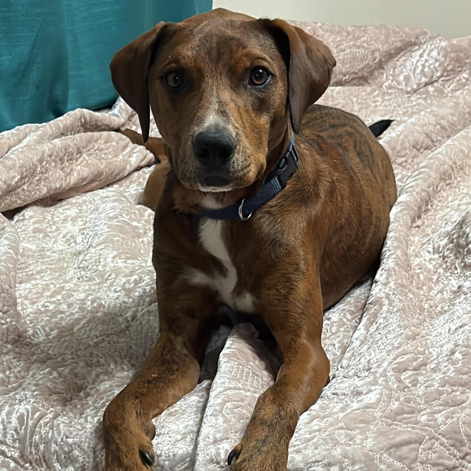 MyTai GDP, Adoptable, Adult Male Pit Bull Terrier.