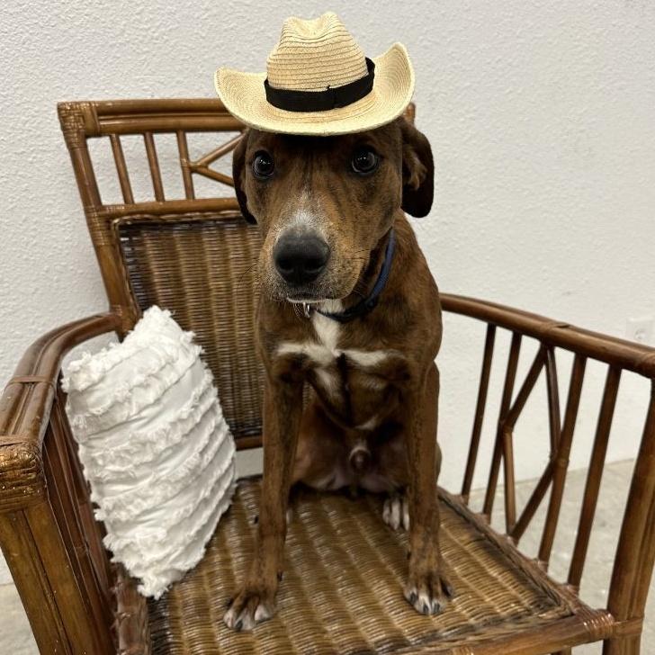 Enlarge MyTai GDP, a Adoptable mixed breed in Dallas, TX image 2/3