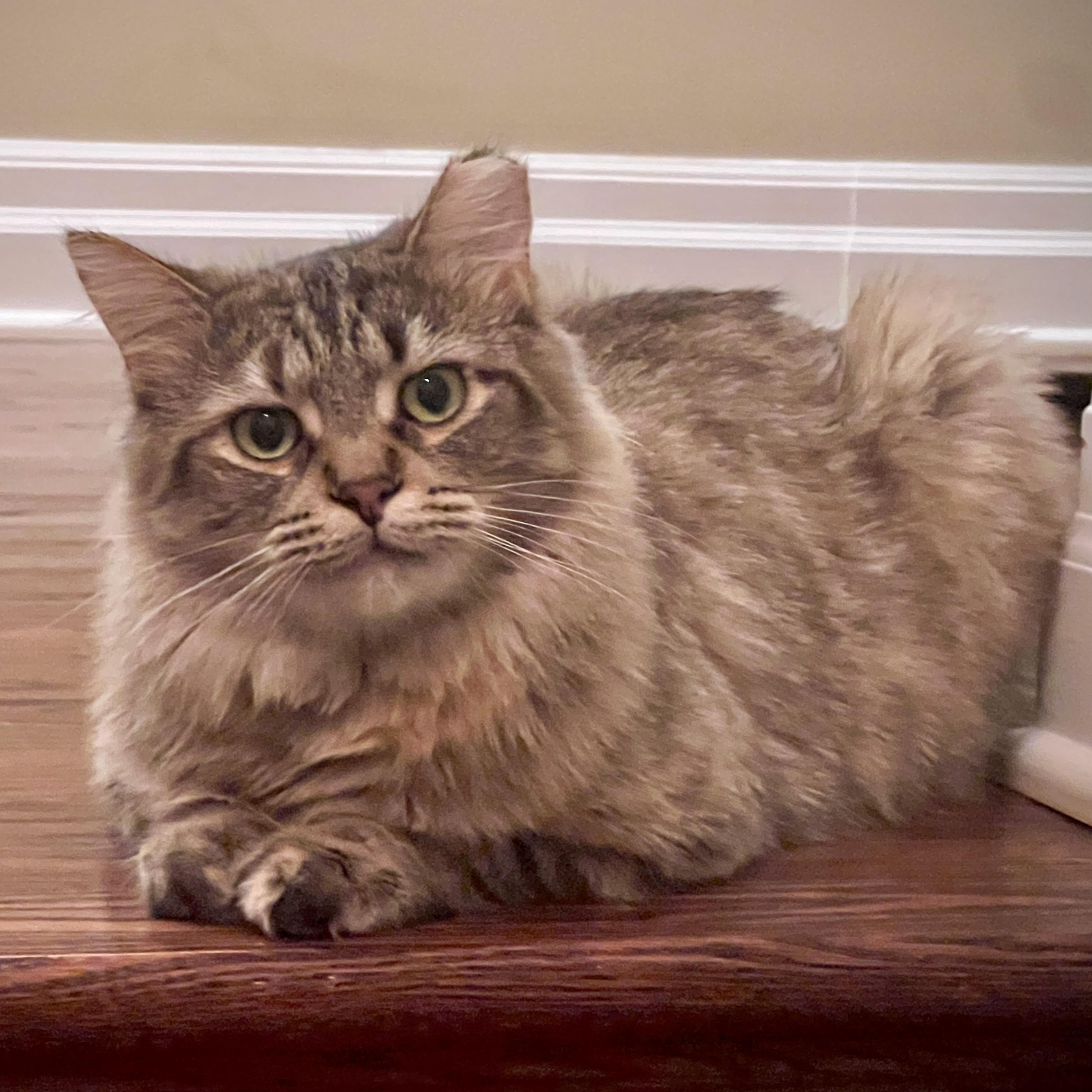 Allie, a ADOPTABLE Domestic Medium Hair in Ottawa, ON image 4/6
