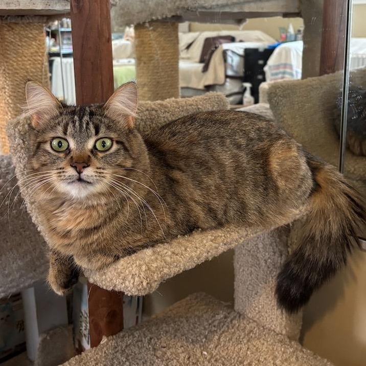 Allie, a ADOPTABLE Domestic Medium Hair in Ottawa, ON image 6/6