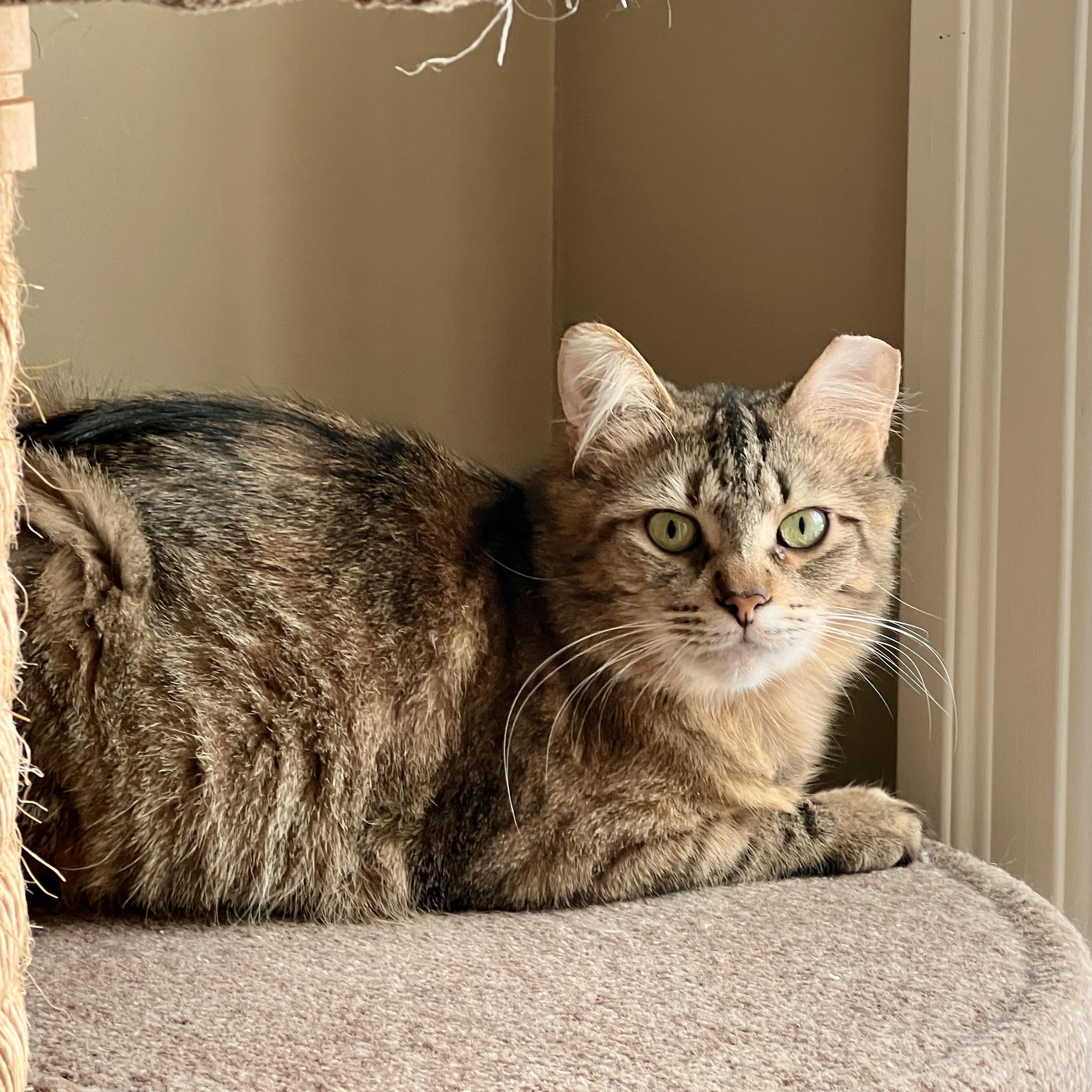 Allie, a ADOPTABLE Domestic Medium Hair in Ottawa, ON image 2/6