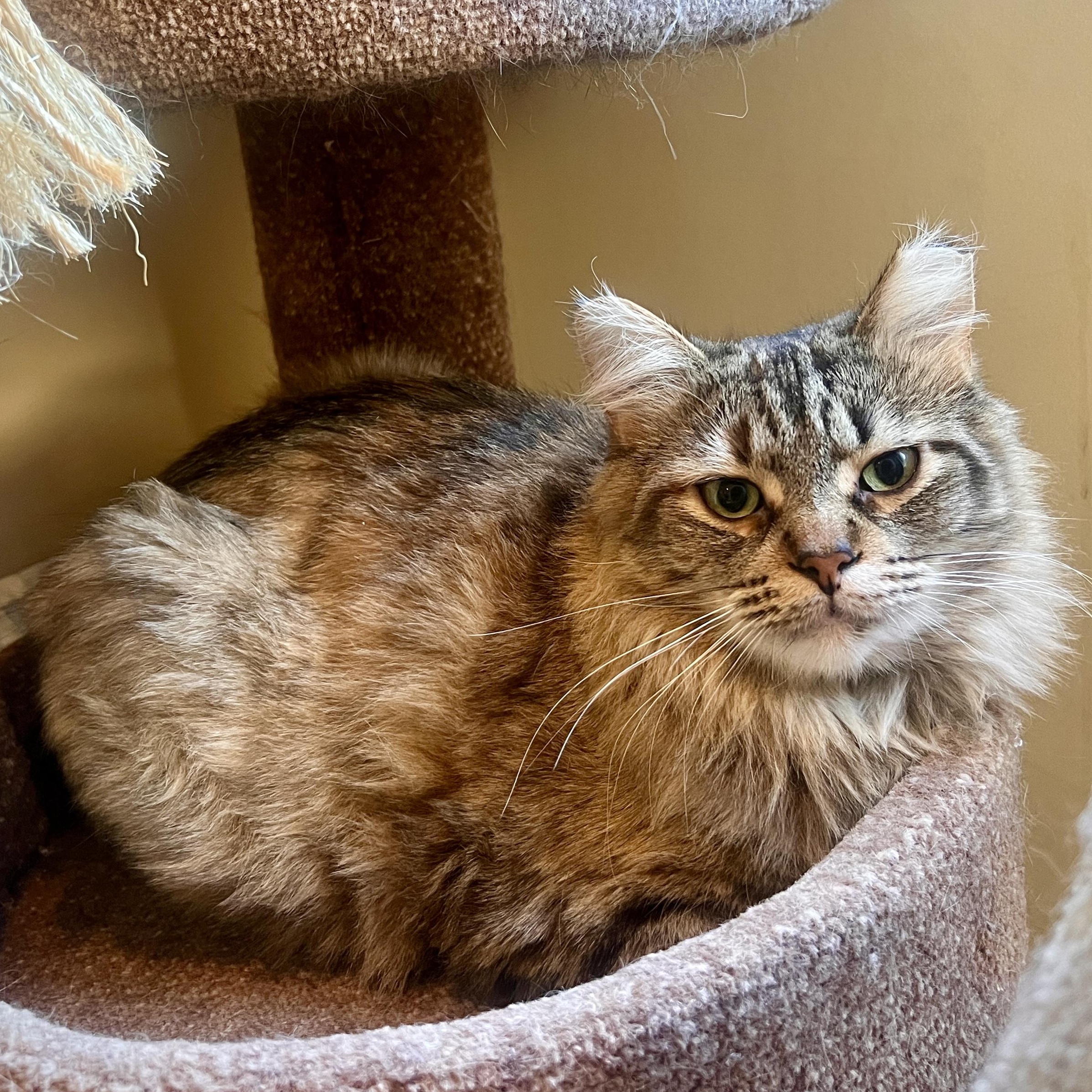 Allie, a ADOPTABLE Domestic Medium Hair in Ottawa, ON image 3/6