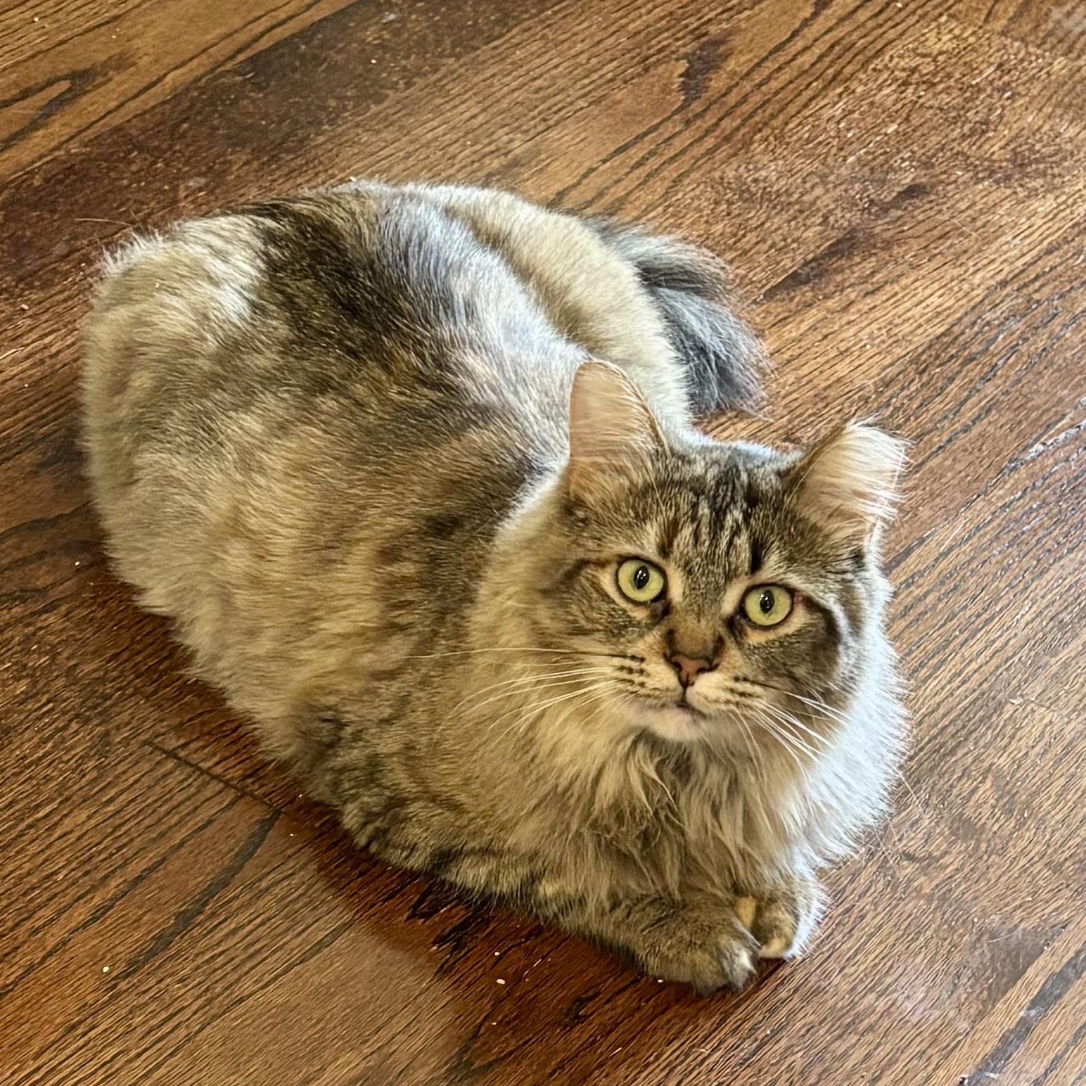 Allie, ADOPTABLE, Adult Female Domestic Medium Hair.