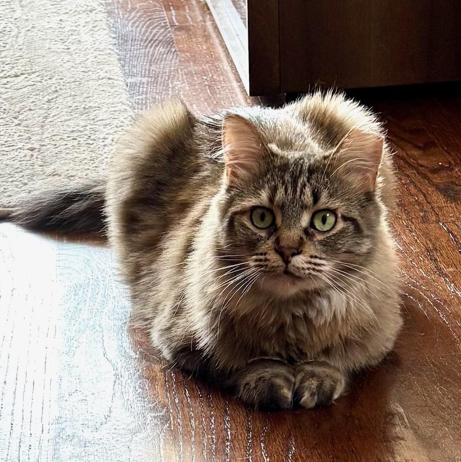 Allie, a ADOPTABLE Domestic Medium Hair in Ottawa, ON image 5/6