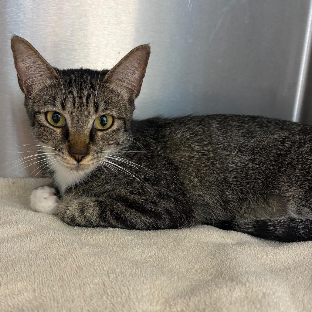 Betty, Adoptable, Adult Female Domestic Short Hair & Domestic Short Hair.