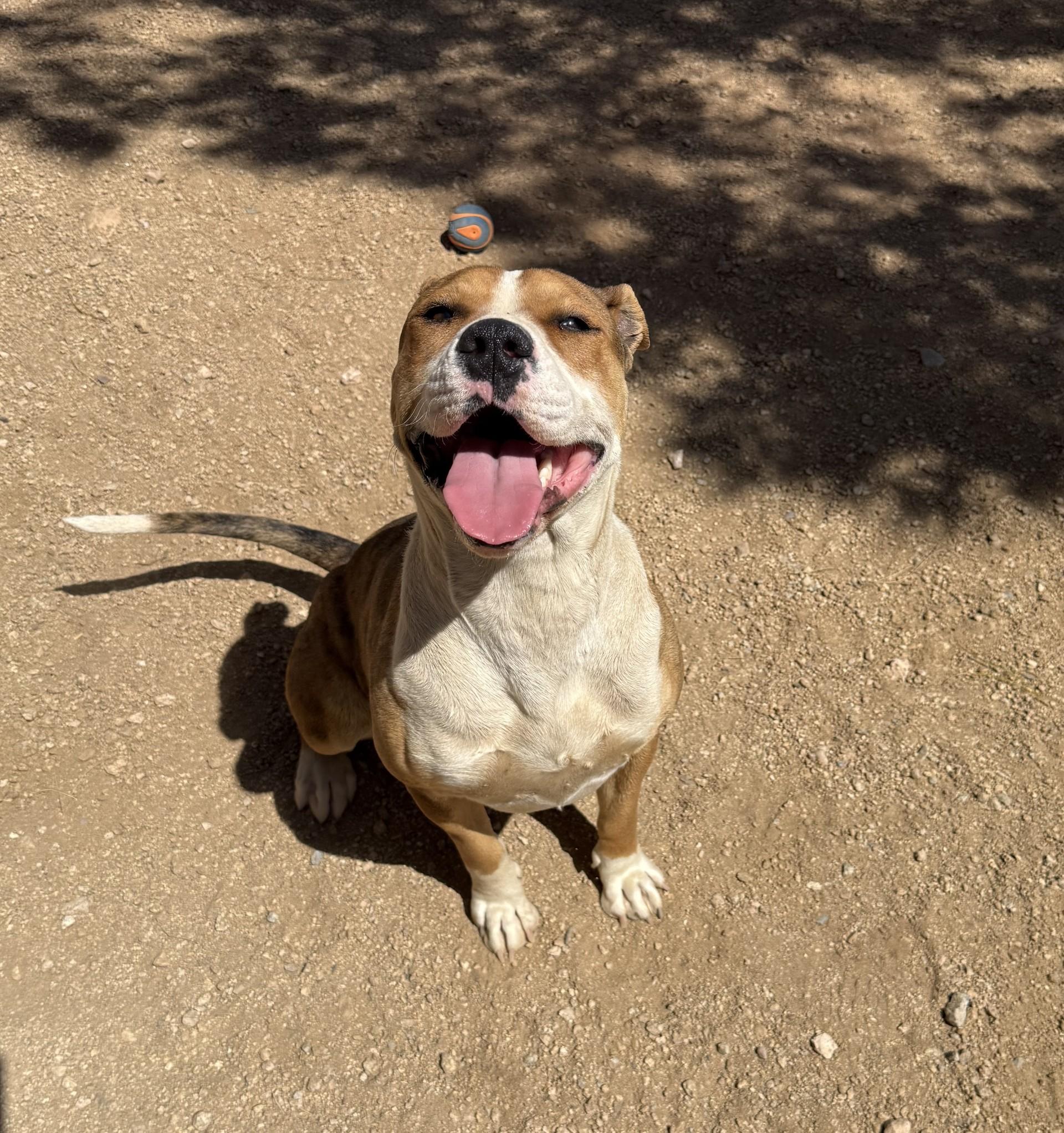 Rascal, Adoptable, Adult Male Pit Bull Terrier.