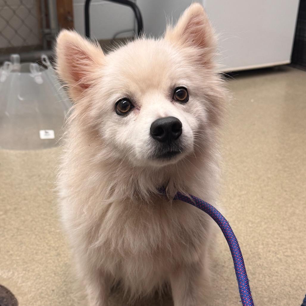 Enlarge Loki, a Adoptable mixed breed in Birdsboro, PA image 1/1