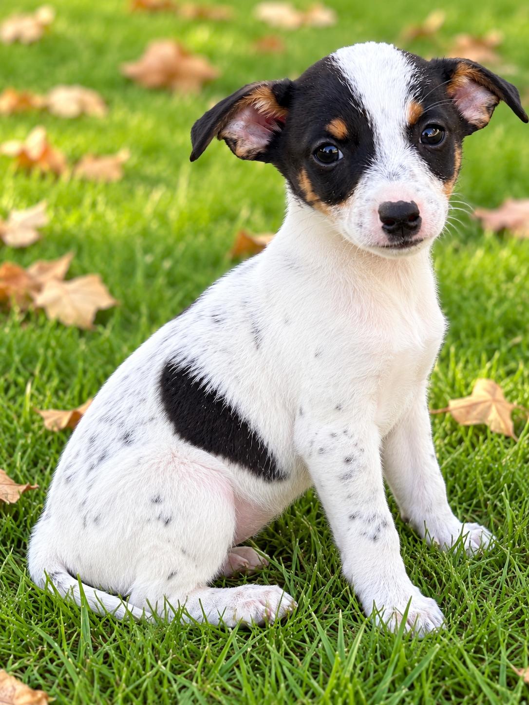Enlarge Gus, a Adoptable mixed breed in Chesterfield, MI image 4/4