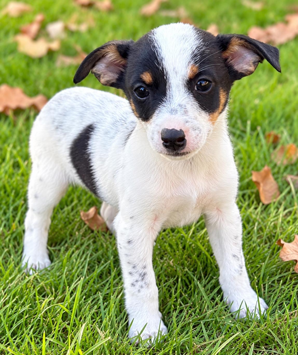 Gus, Adoptable, Puppy Male Jack Russell Terrier & Rat Terrier.