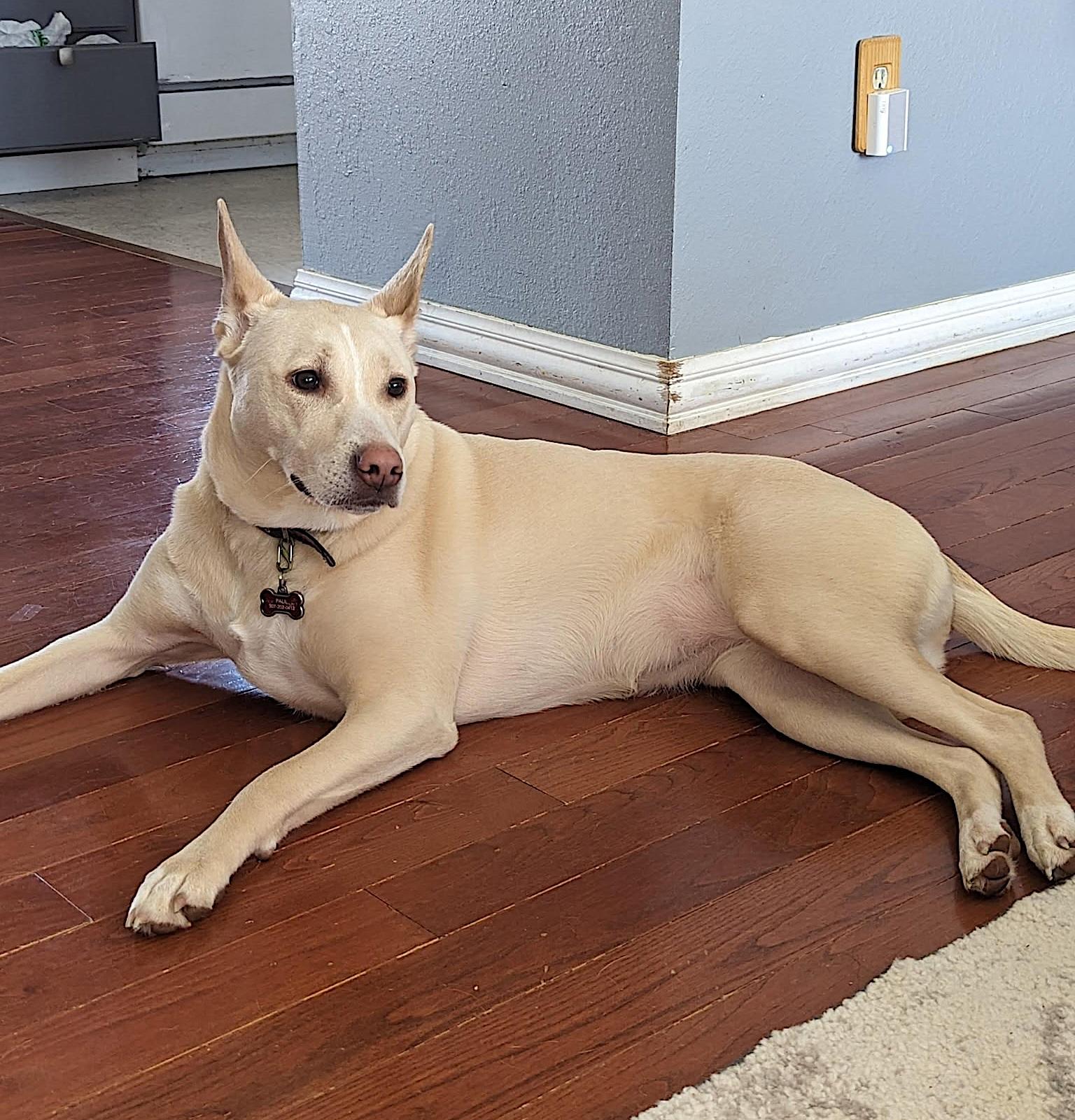 Stella photo 2