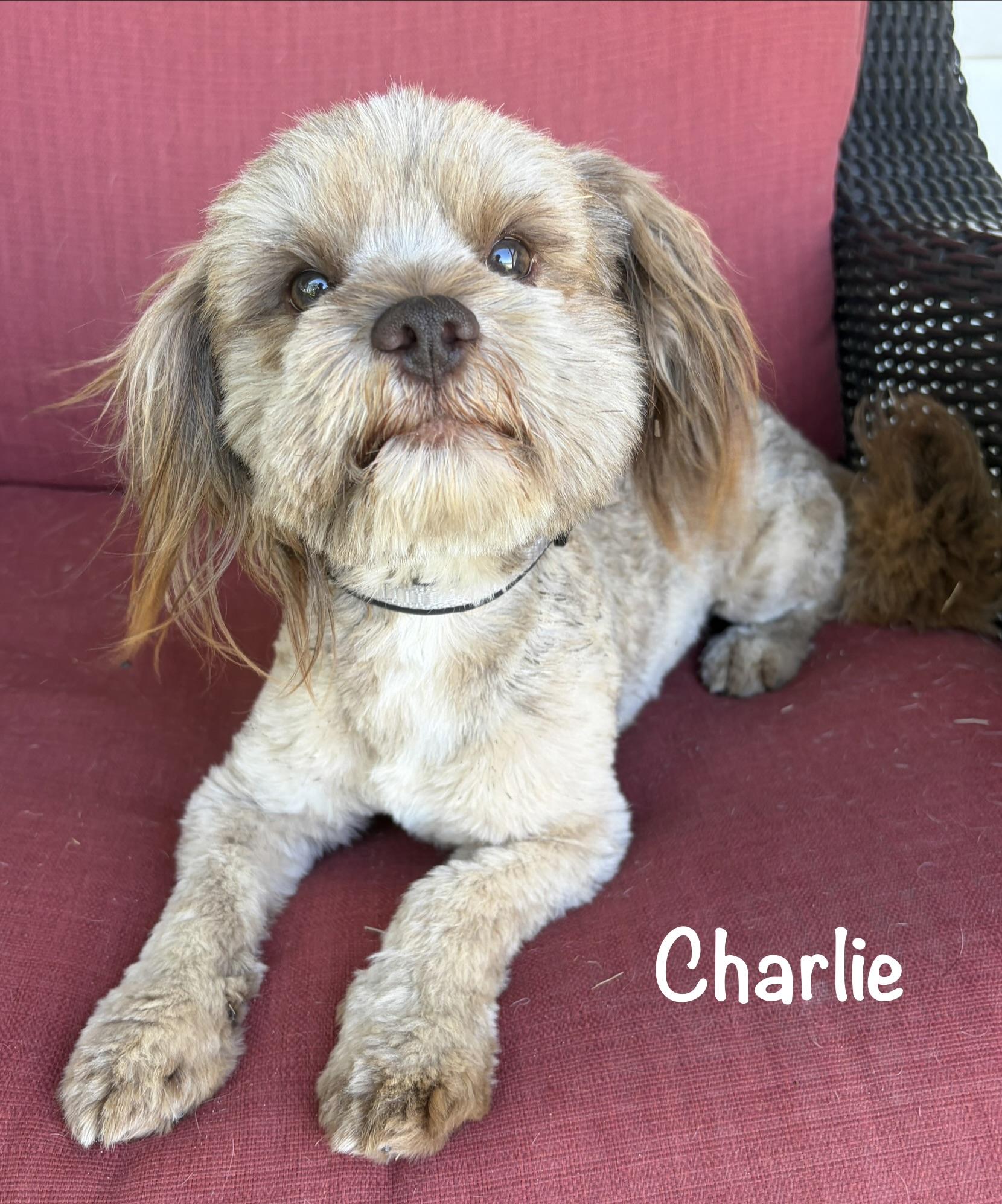Charlie - WOK, adopted, Young Male Shih Tzu & Miniature Schnauzer.