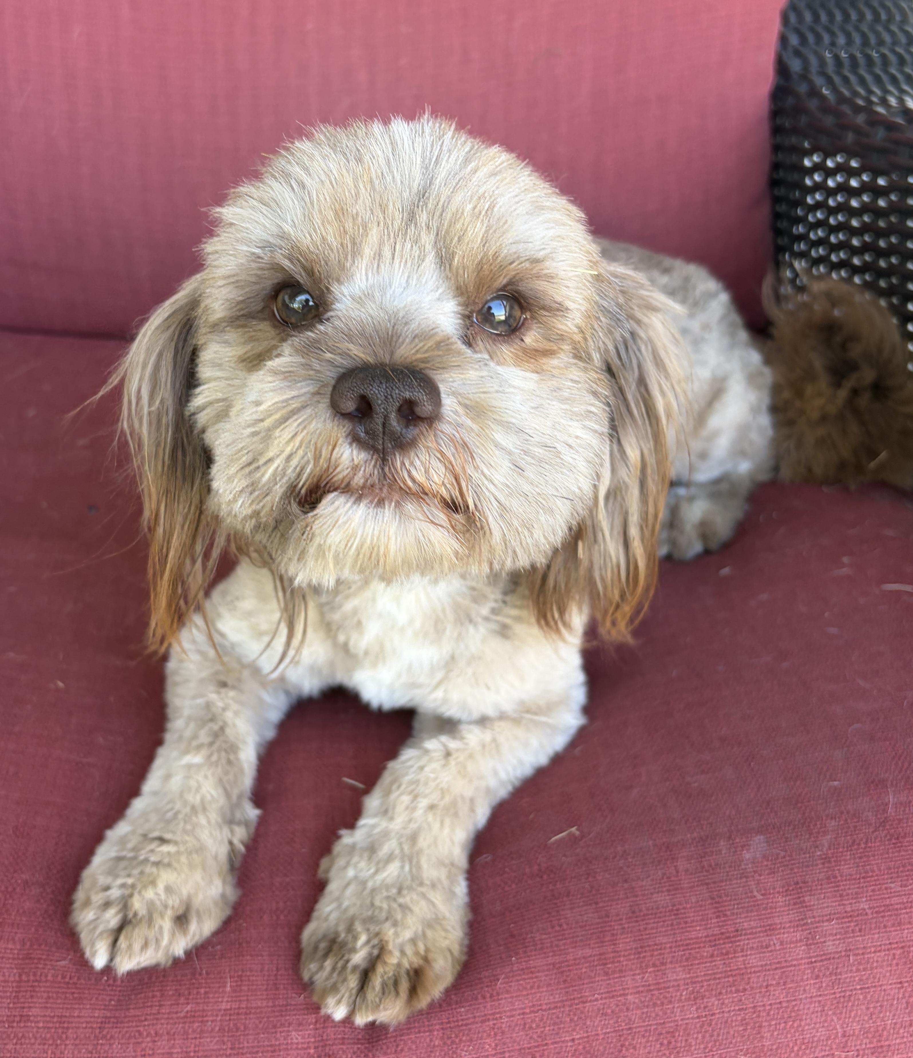 Enlarge Charlie - WOK, an adopted mixed breed in Albert Lea, MN image 3/3