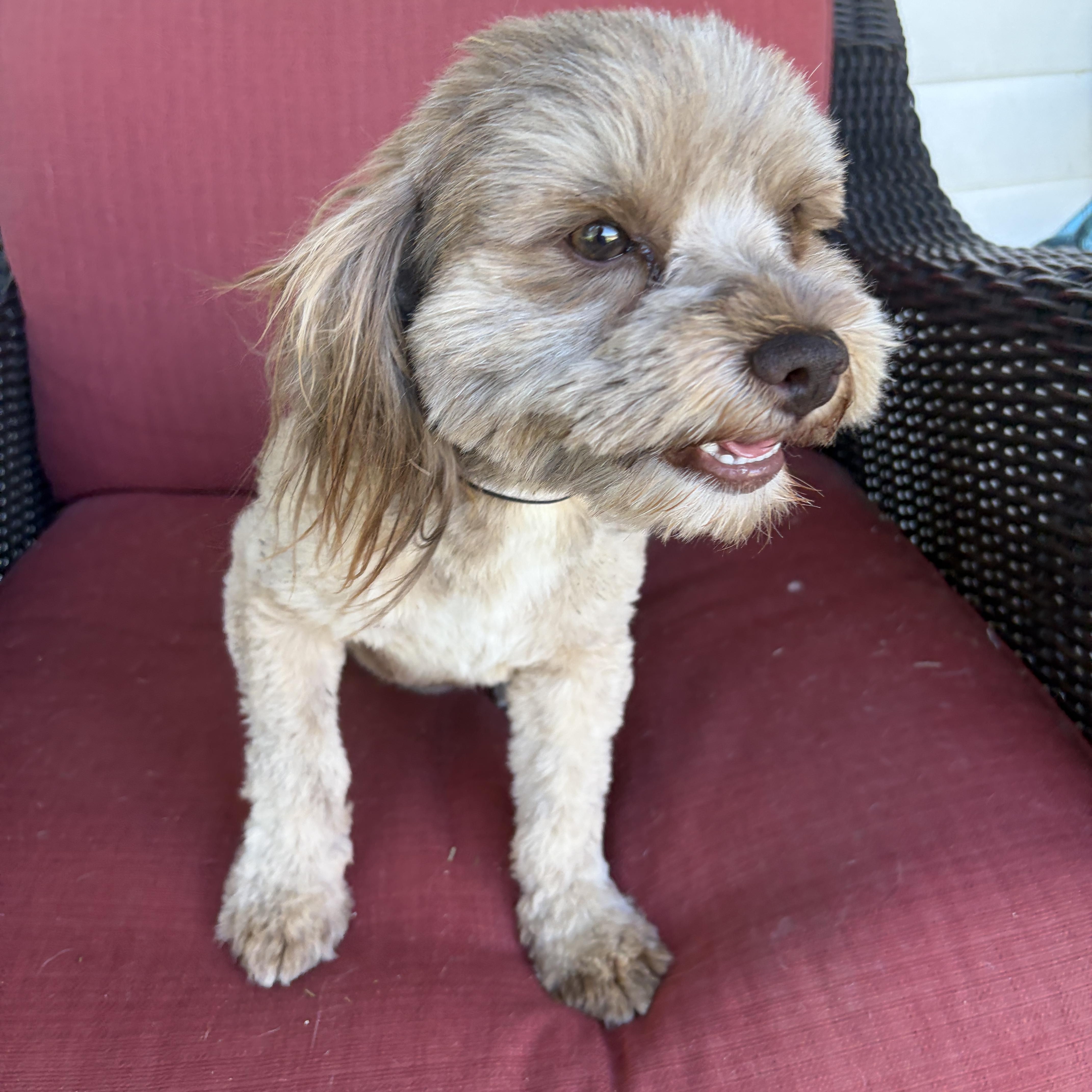 Enlarge Charlie - WOK, an adopted mixed breed in Albert Lea, MN image 2/3
