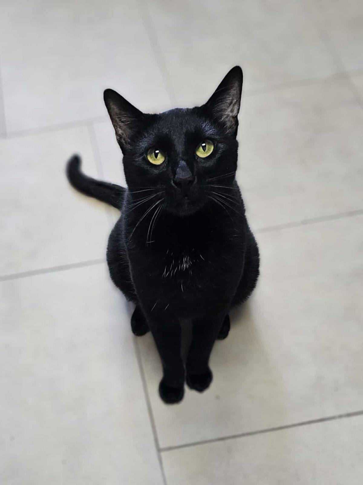 Binx, Adoptable, Adult Male Domestic Short Hair.