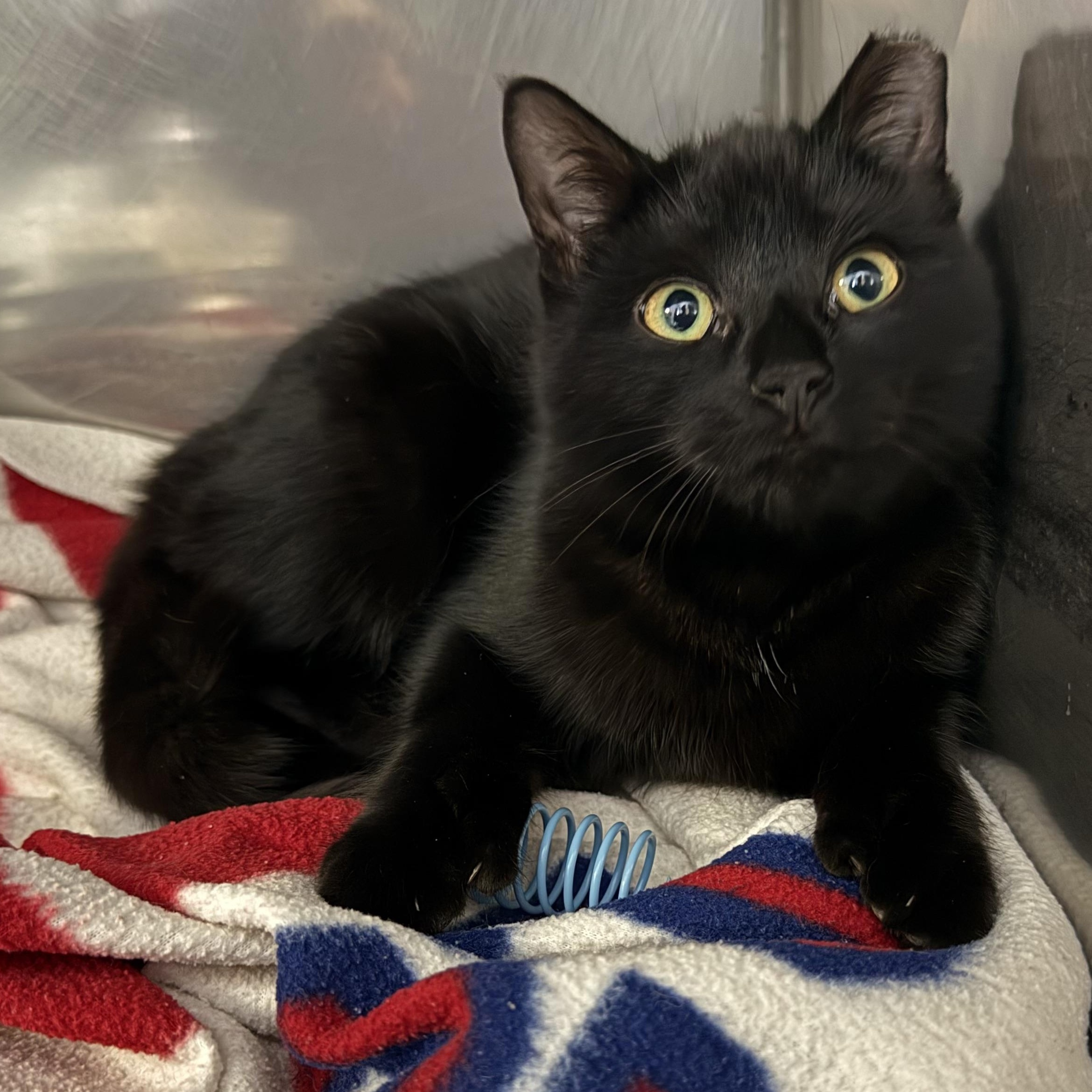 Gianna, Adoptable, Kitten Female Domestic Short Hair.