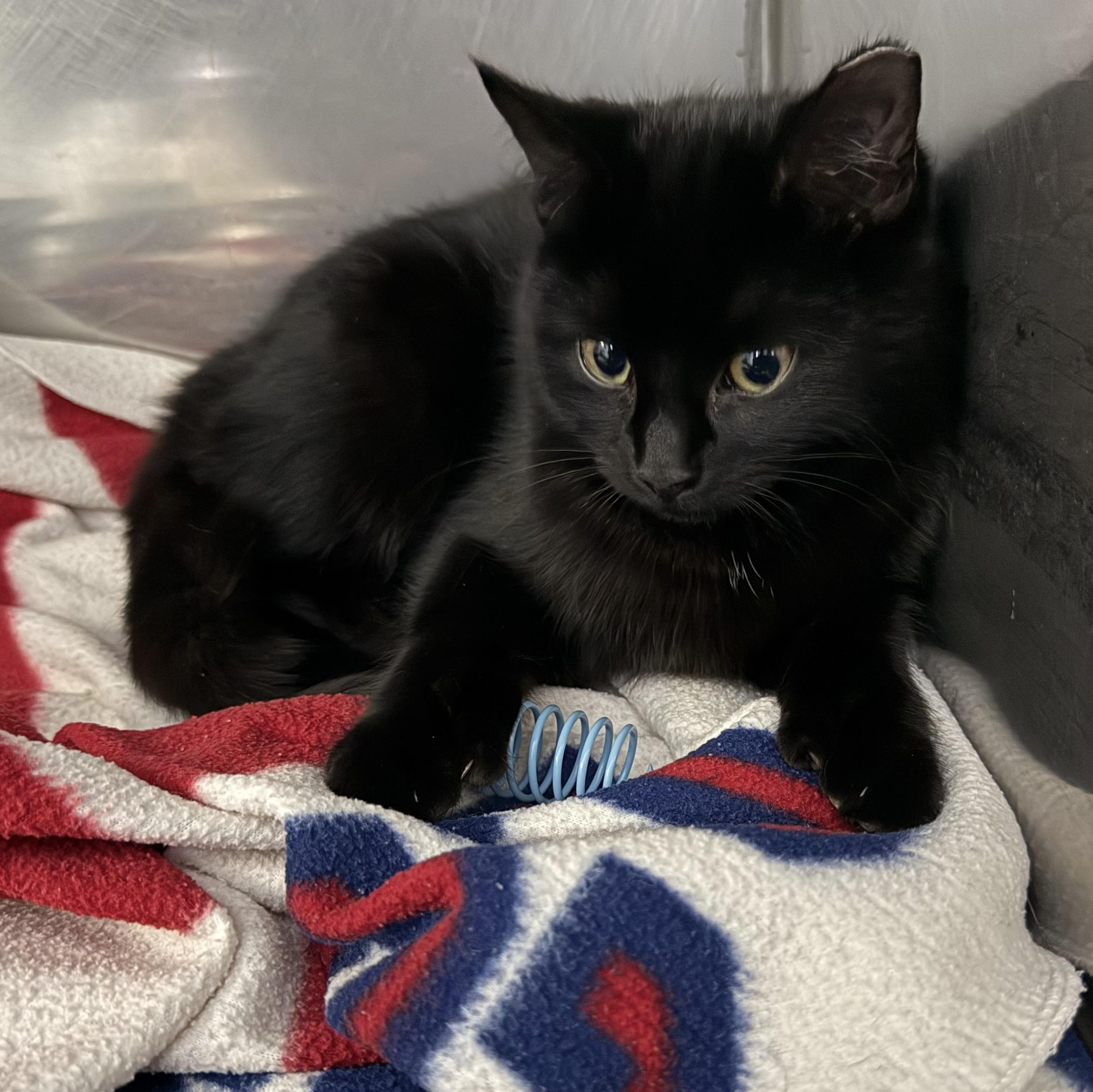 Enlarge Gianna, an adopted Domestic Short Hair in Exeter, RI image 3/3