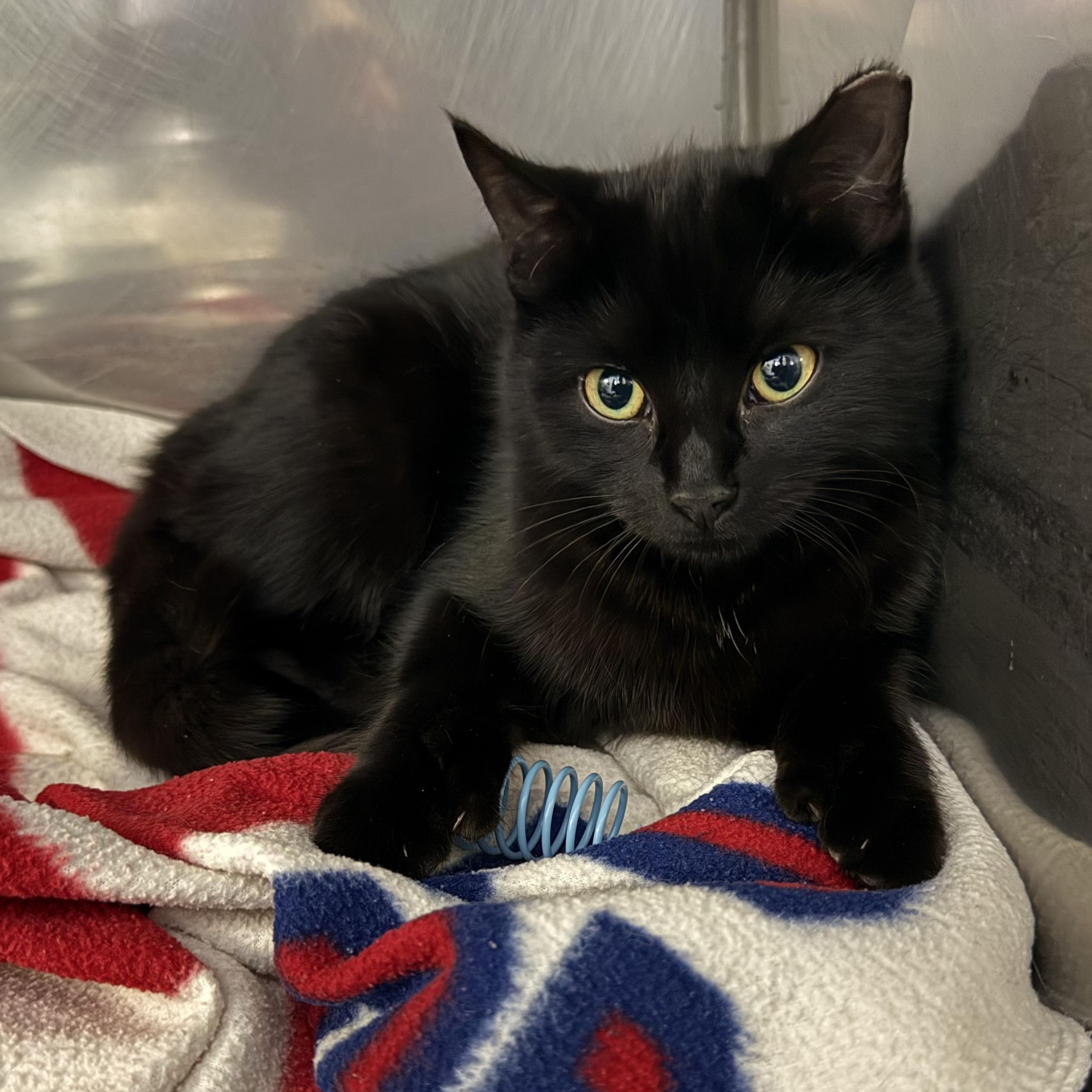 Enlarge Gianna, an adopted Domestic Short Hair in Exeter, RI image 2/3