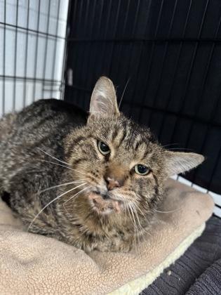 Charlie, Adoptable, Adult Male Domestic Short Hair & Domestic Short Hair.