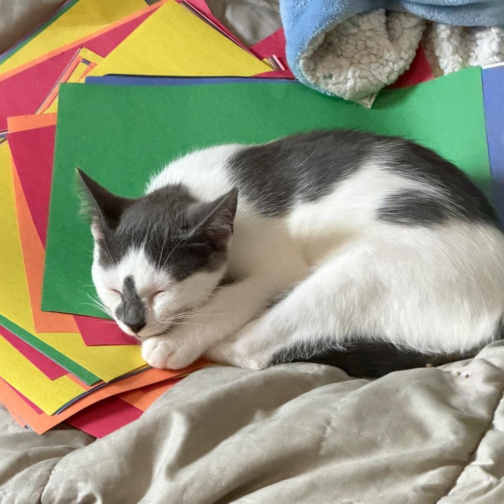 Enlarge Plato, a Adoptable Domestic Short Hair in Ephrata, PA image 1/6