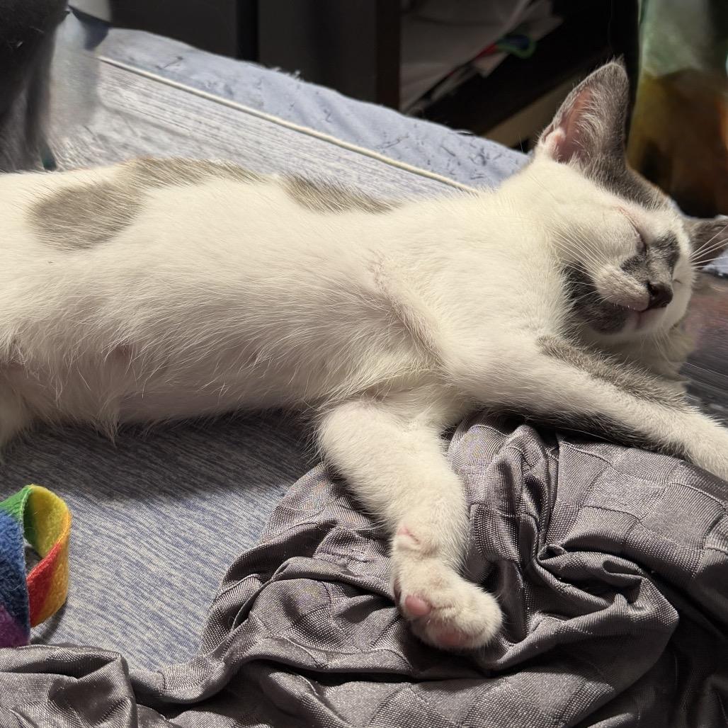 Enlarge Plato, a Adoptable Domestic Short Hair in Ephrata, PA image 2/6