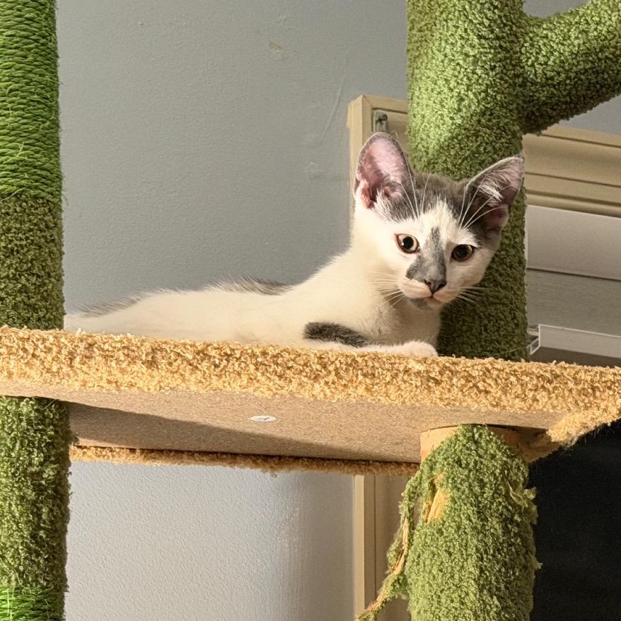 Enlarge Plato, a Adoptable Domestic Short Hair in Ephrata, PA image 3/6