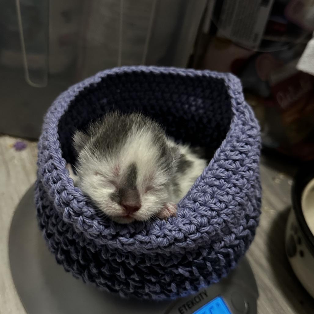 Enlarge Plato, a Adoptable Domestic Short Hair in Ephrata, PA image 4/6