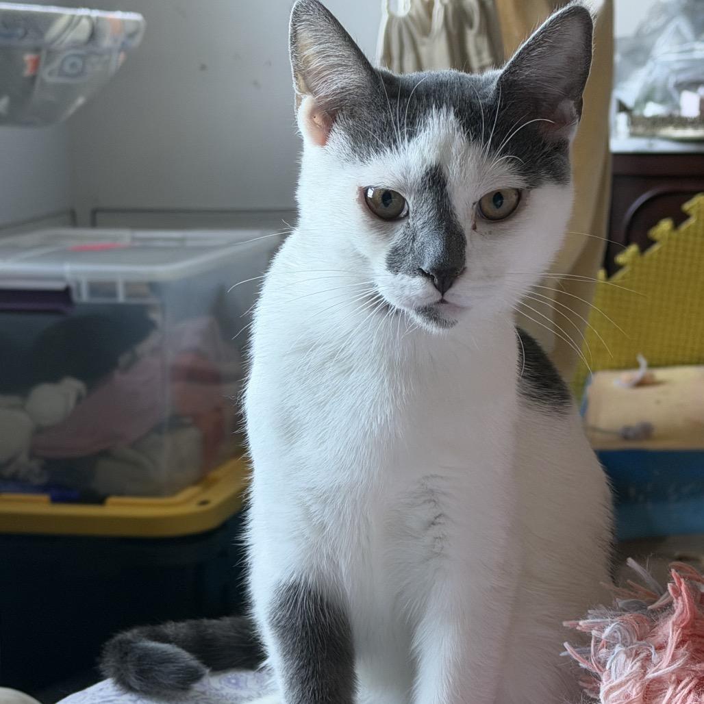 Enlarge Plato, a Adoptable Domestic Short Hair in Ephrata, PA image 5/6