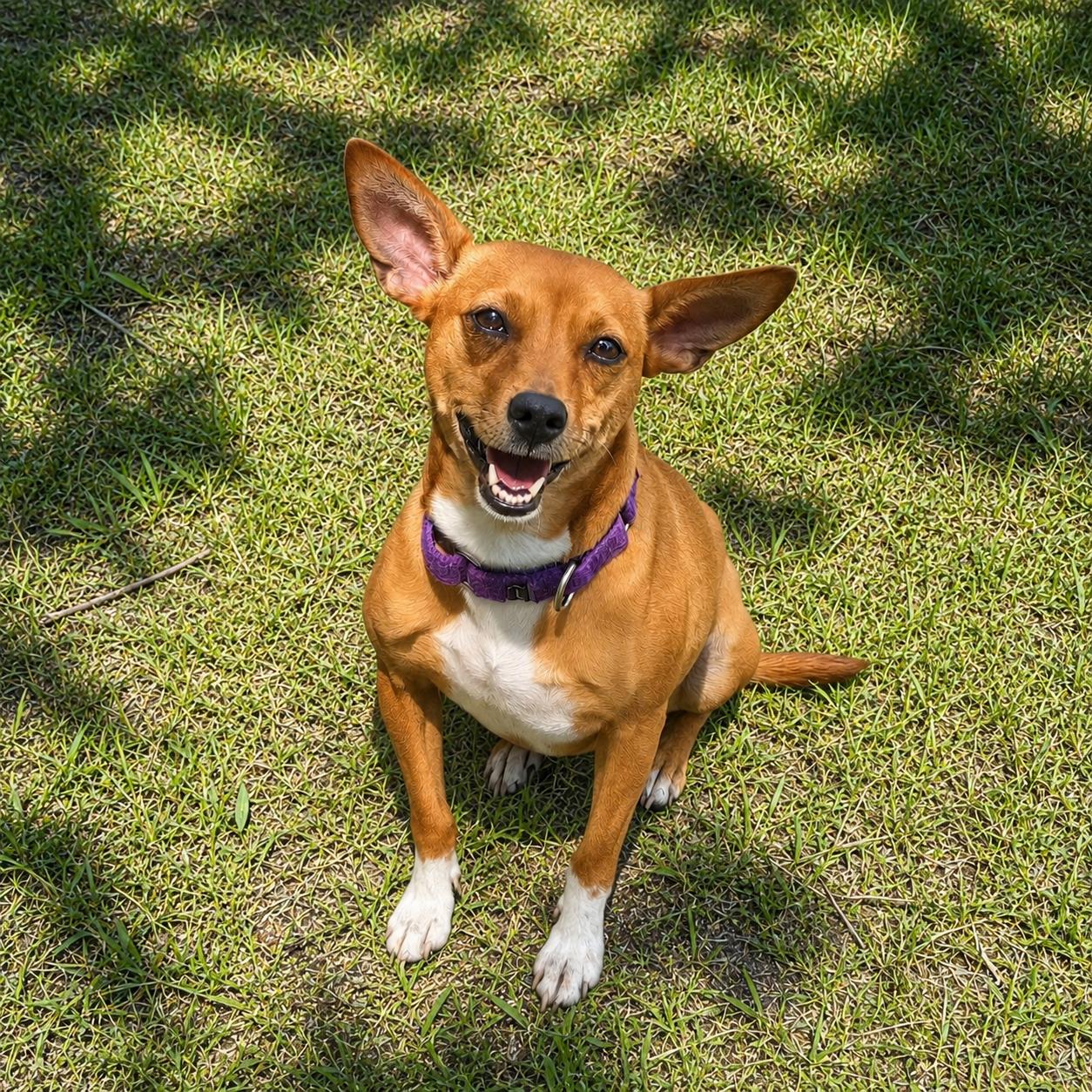 Ellen, Adoptable, Adult Female Chihuahua.