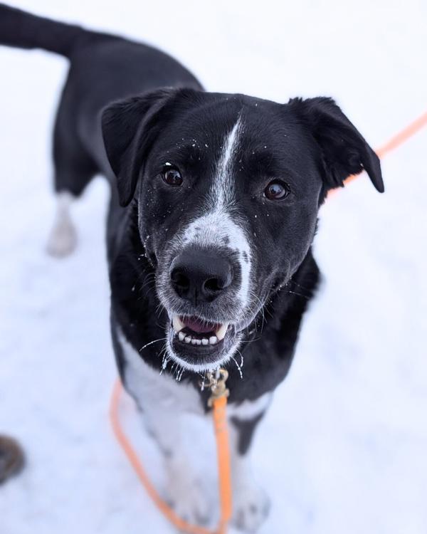 Enlarge Nitro, a Adoptable mixed breed in Winnipeg, MB image 1/1