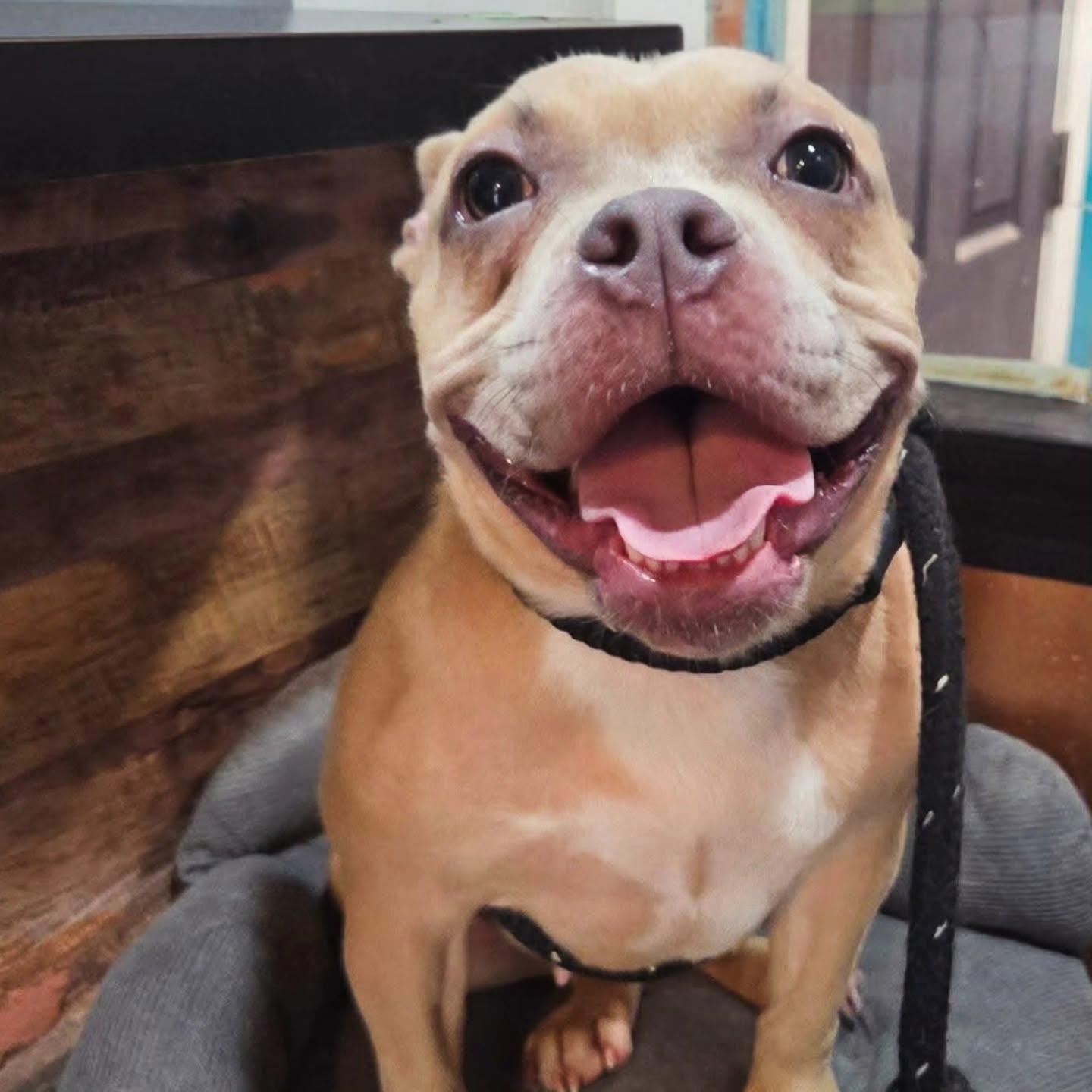 Enlarge Blaze, a Adoptable mixed breed in Chicago, IL image 3/6