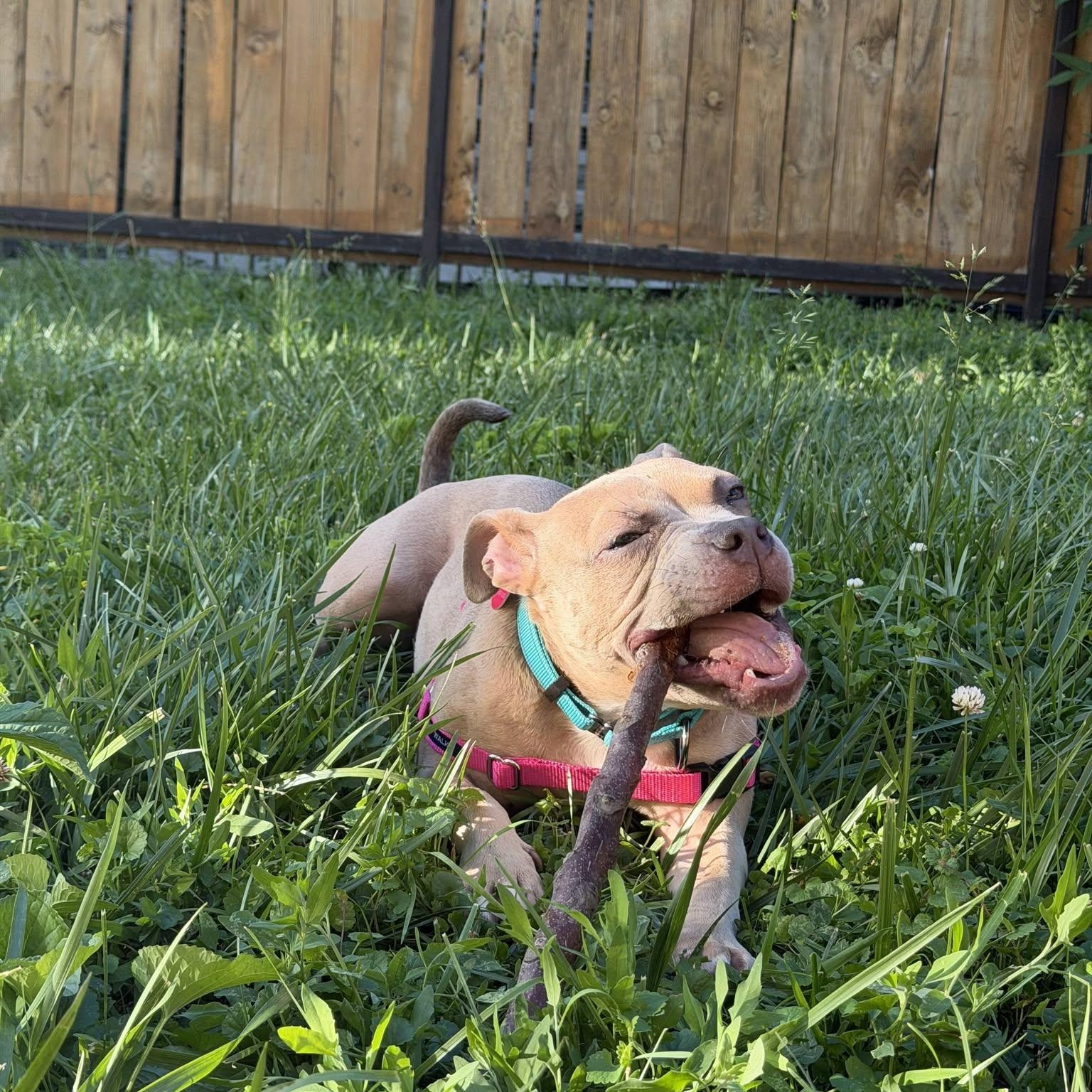 Enlarge Blaze, a Adoptable mixed breed in Chicago, IL image 1/6